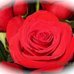 Meet your Posher, Charlotte